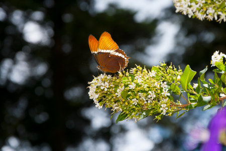butterfly feeding on a flower in a gardenの写真素材