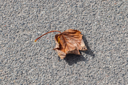 A dry leaf fallen on the asphaltの写真素材