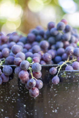 The freshly harvested Concord Grapes in a vineyard