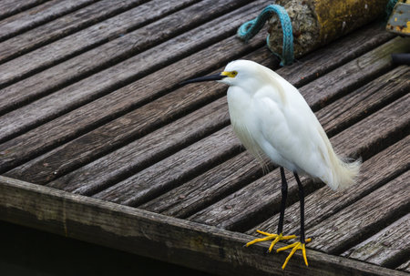 A closeup shot of a white heron