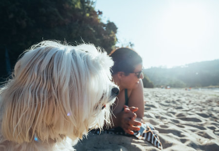 The piscture shows a side close-up of a Maltese bichon dog on the beach looking out to sea with its owner in the background out of focusの写真素材