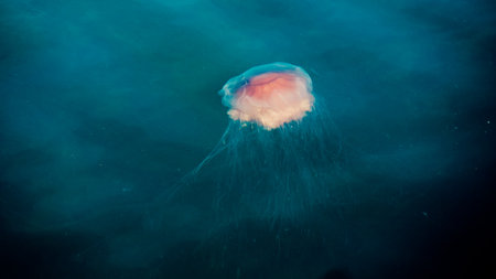 A beautiful jellyfish in Fjallbacka, Swedenの写真素材