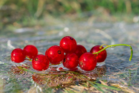 The redcurrant (Ribes rubrum) in gooseberry familyの写真素材