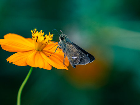 A closeup of a Parnara guttata on a yellow garden cosmos flower under the sunlightの写真素材