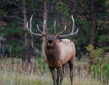 dominant herd bull bugling during the fall rutの写真素材
