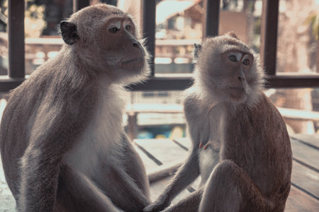 A closeup of macaques on a balcony of a building in a zoo in the daylight