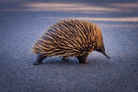Echidna, also known as spiny anteater, walking on a street in Manly, Sydney, Australia.の写真素材