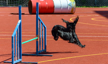 Black cocker spaniel service dog running and jumping on agility course during search and rescue...