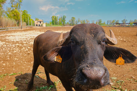 Close up of water buffalo on a farm with cheese production. Specialties like provolone and mozzarella in southern italyの写真素材