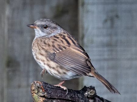 A closeup shot of a dunnock bird perched on a branchの写真素材