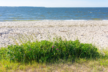 A beautiful view of flowers at the beach with a blue sea in the backgroundの写真素材