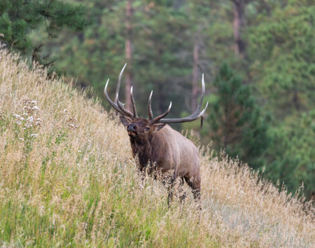 The dominant rocky mountain bull elk displaying dominance to his herdの写真素材