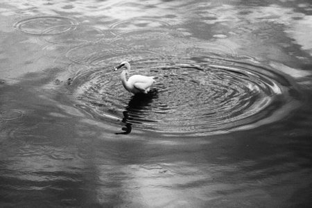 A Snowy Egret plucking a fish from the water In black and whiteの写真素材