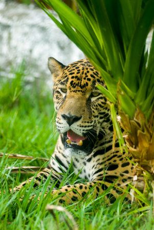 Close-up view of a Jaguar (Panthera onca) in Guatemala, central america.