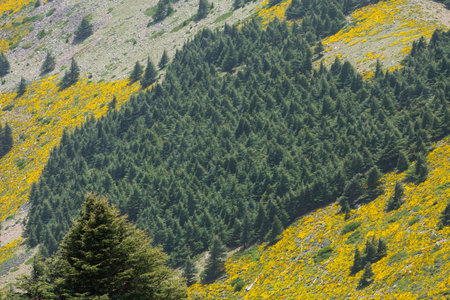 Scenic View from Chelia National Park. Atlas Cedar Forest (Cedrus Atlantica) in Mount Chelia in the Aures mountains in Algeriaの写真素材
