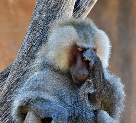 A baboon sitting in a tree that appears to be thinking and pondering.の写真素材
