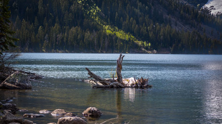 A floating log at Jenny Lake, Yellowstone National Park, Wyoming, USAの写真素材