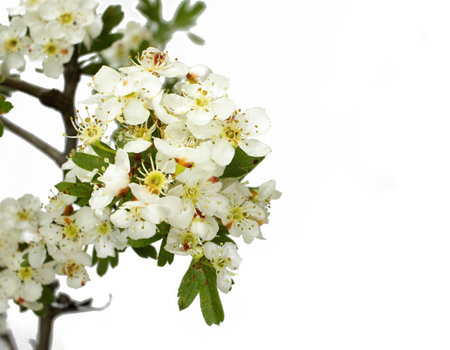 Crataegus monogyna, known as common hawthorn, oneseed hawthorn, or single seeded hawthorn, white backgroundの写真素材