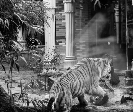 A grayscale of a tiger walking through the building in Dierenpark Amersfoort, THe Netherlands