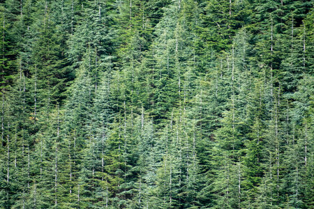 Scenic View from Chelia National Park. Atlas Cedar Forest (Cedrus Atlantica) in Mount Chelia in the...