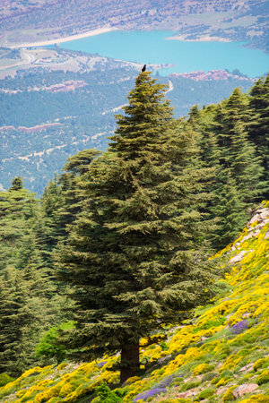 Close-up Vertical shot of Blue Atlas Cedar (Cedrus Atlantica) tree in Chelia National Park in the...