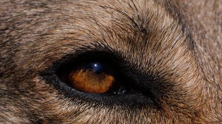 A macro shot of a wolf's brown eyeの写真素材