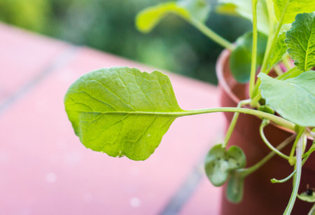 A shallow focus of a green leaf on a brown pot plant
