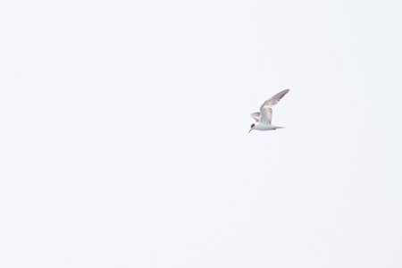 A seagull flying against a white skyの写真素材