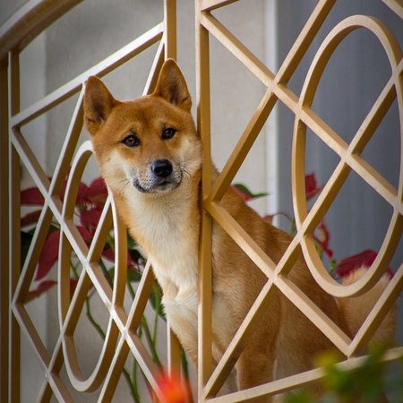 A selective of a Shiba Inu dog looking through the railings of a balconyの写真素材