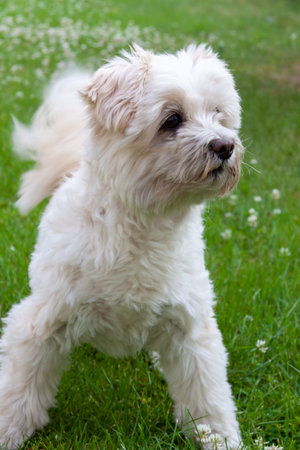 A vertical shot of a cute fluffy white dog laying on the lush green grass