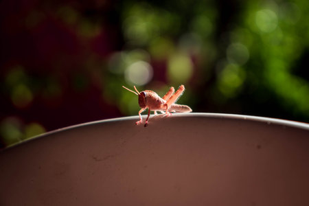 Close-up cricket on a chair in a garden in Budva, Monteneg