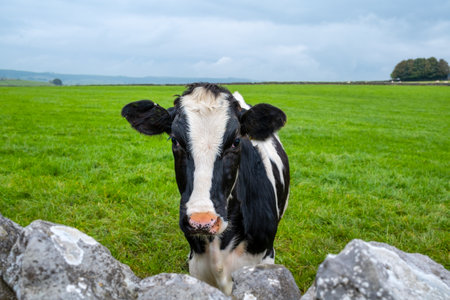 Horizontal image of cow in a green field looking over dry stone wallの写真素材