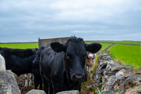 Horizontal image young black cow in field next to dry stone wallの写真素材