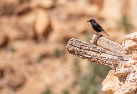 Close-up shot of Black Wheatear (Oenanthe leucura) in Ghoufi, Algeriaの写真素材