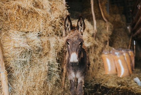A beautiful shot of a donkey in a barn full of hay