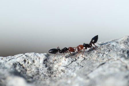 Two cocktail ants Crematogaster scutellaris  communicating by stroking each other with their antennae. Garrigue, Malta, Mediterraneanの写真素材