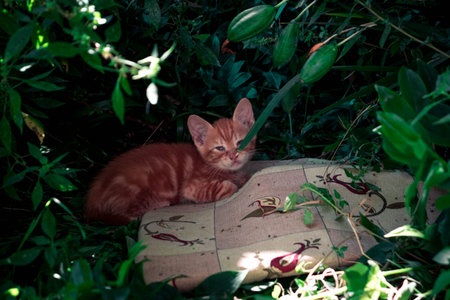 A small kitten in a green garden in Budva Monteneの写真素材