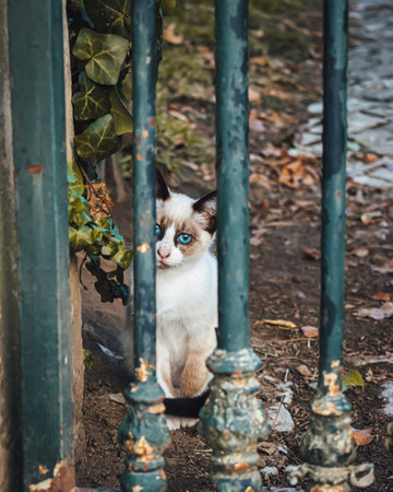 A selective of a cute kitten behind the railings in a parkの写真素材