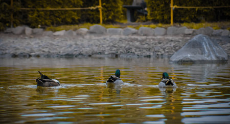 A group of American Black Mallard ducks swimming  in a shiny pond water