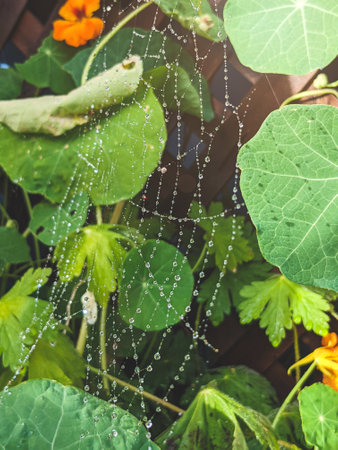 A vertical shot of a spiderweb covered in morning dew between leaves and flowersの写真素材