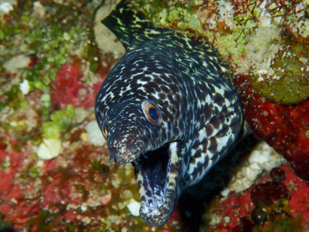 A closeup of a Spotted Muraena with an open mouth under the sea