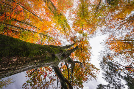 A beautiful autumn landscape in Bavarian forests with trees with colorful leaves in Germany
