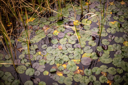 A beautiful shot of lotus leaves of the water