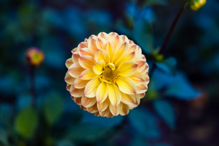 A closeup shot of a yellow dahlia explosion flower in a gardenの写真素材