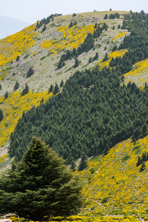 Scenic View from Chelia National Park. Atlas Cedar Forest (Cedrus Atlantica) in Mount Chelia in the Aures mountains in Algeriaの写真素材