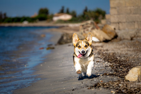 A cute Pembroke Welsh Corgi running along the beach.の写真素材