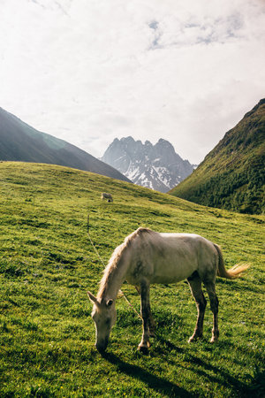 A white horse grazing on the grassy hill surrounded by mountains in Georgiaの写真素材