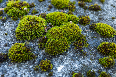 A close-up shot of green moss on a stone