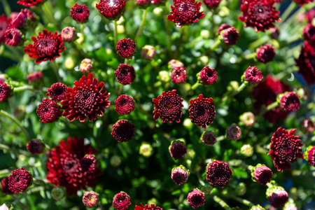 A top view of red Pincushion flower buds in the gardenの写真素材