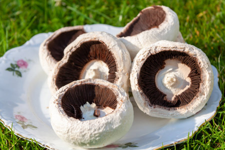 A closeup of big delicious mushrooms on a plate on top of vibrant green grassの写真素材